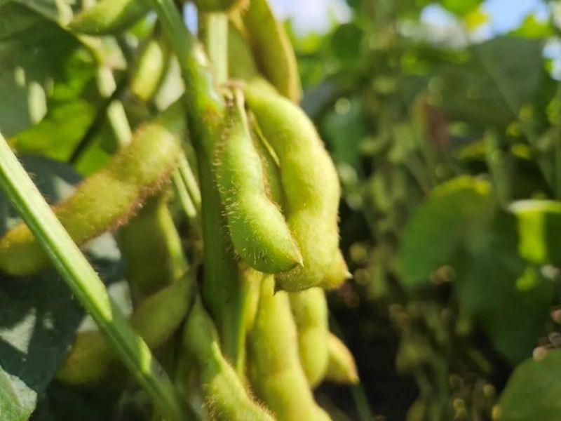 又是一年好“豐”景！衛華數十萬畝良田豐收在即！